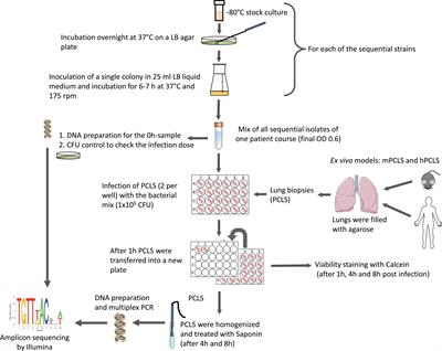Competitive fitness of Pseudomonas aeruginosa isolates in human and murine precision-cut lung slices
